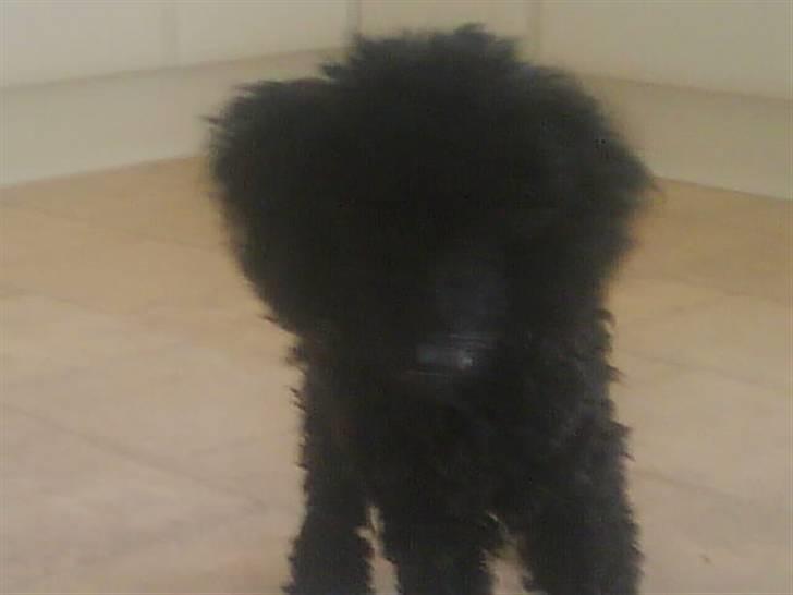 Dværgpuddel XiSofus play     - mathilde har mad det skal jeg ha noget af..  billede 10