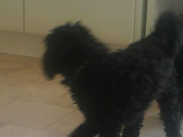 Dværgpuddel XiSofus play     - nu kommer trunte bagfra igen:(det tror den altid den kan men ikk længer hahahahaha.......... billede 11