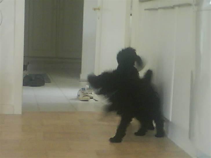 Dværgpuddel XiSofus play     - jeg tror jeg vinder kampen men måske ikke.. billede 12