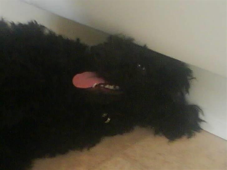 Dværgpuddel XiSofus play     - nu lagde trunte mig ned igen:( billede 13