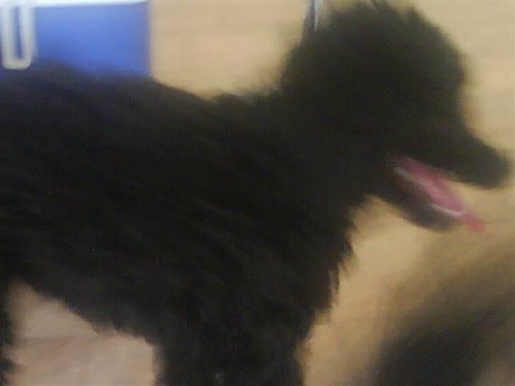 Dværgpuddel XiSofus play     - øjj det er sjovt at se på at mathilde leger med en strømpe... billede 14