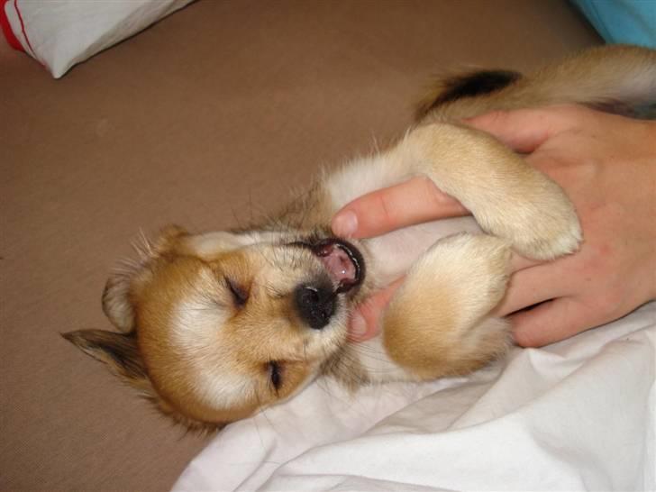 Blanding af racer Chicko <3 billede 5