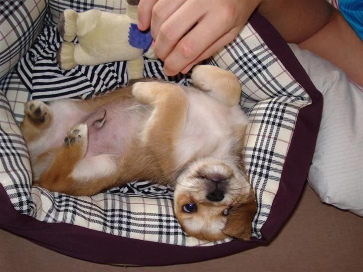 Blanding af racer Chicko <3 - her ligger jeg godt :) billede 6