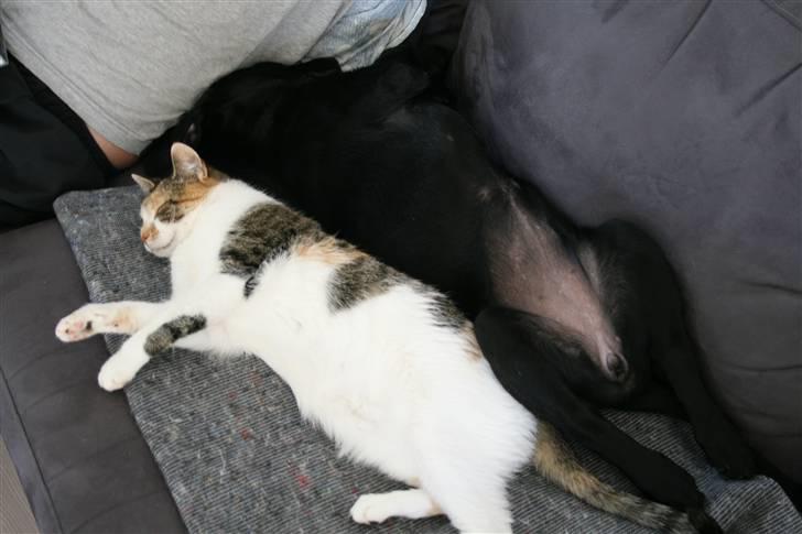 Blanding af racer SD Little Lucky Puma - Ihh man kan godt se at hun(katten) er vant til at ha sofaen selv, jeg kan jo ikke være her... billede 10