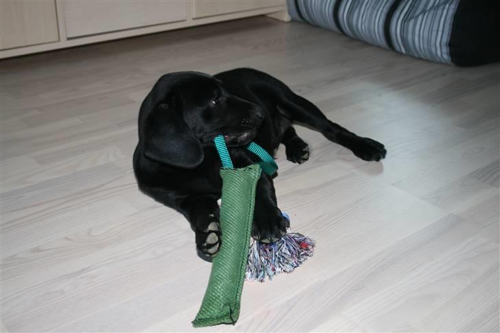 Blanding af racer SD Little Lucky Puma - Det sjoveste er at lege med så meget legetøj som muligt på en gang billede 11