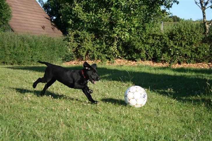 Blanding af racer SD Little Lucky Puma - weee jeg elsker at spille fodbold og jeg plejer at tackle min far så han vælter..hæhæ billede 12