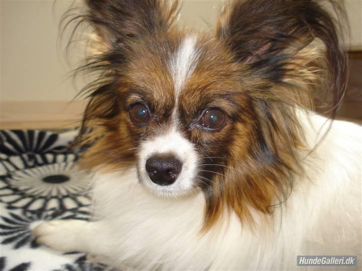 Papillon Dino - Det er Dino =) billede 1