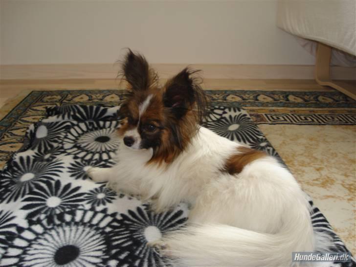 Papillon Dino - Lille dino som lækker på hans y-tæppe :) billede 2