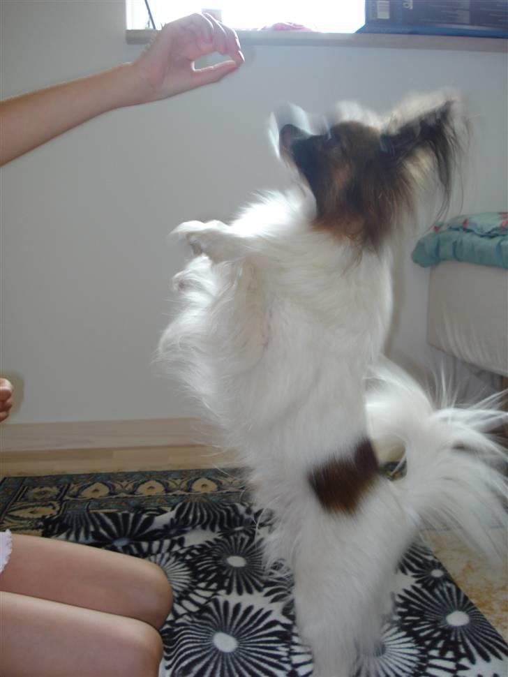 Papillon Dino - Dino danser =) billede 3