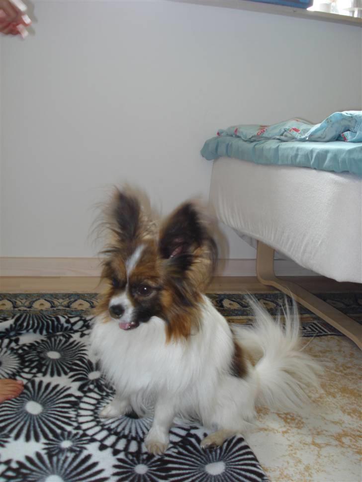 Papillon Dino - Dino opner munden :) billede 4