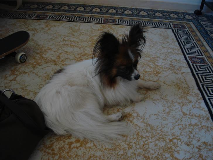 Papillon Dino - her er dino =) billede 5