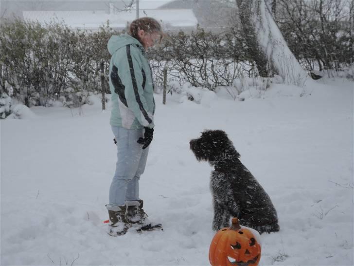 Ruhåret hønsehund Snedker´s Calli - Havde lige en godbid i gemt i hånden :-) billede 8