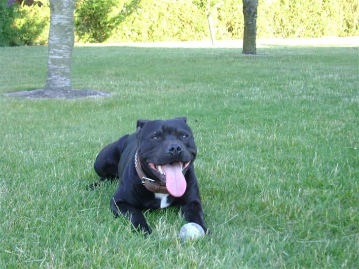 Staffordshire bull terrier Franz billede 11
