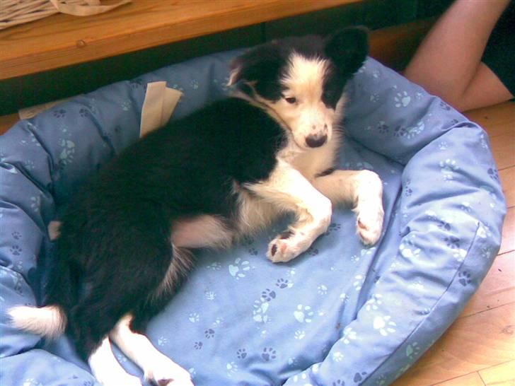 Border collie Chanti *nyt hjem* billede 1