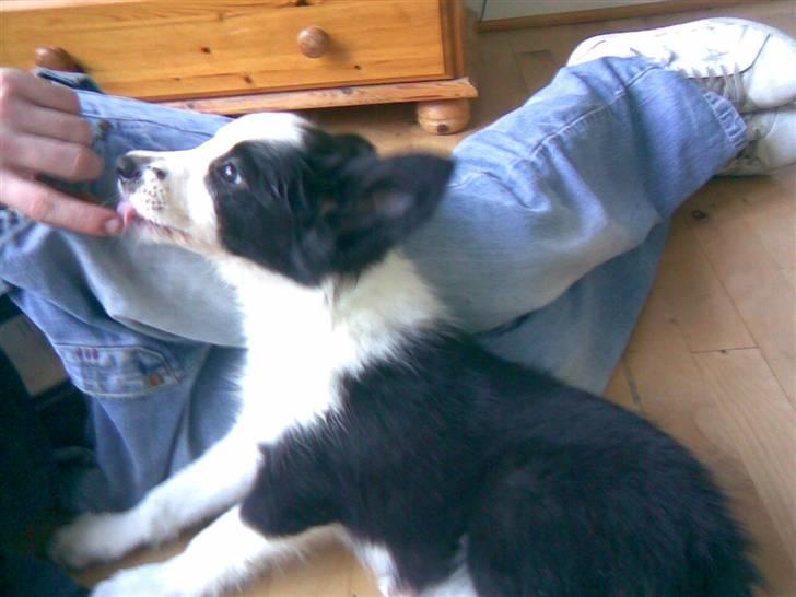 Border collie Chanti *nyt hjem* billede 2