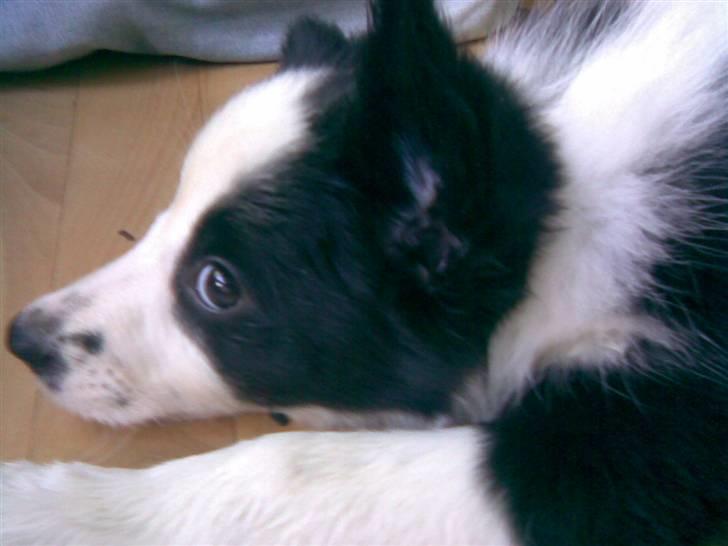 Border collie Chanti *nyt hjem* billede 3