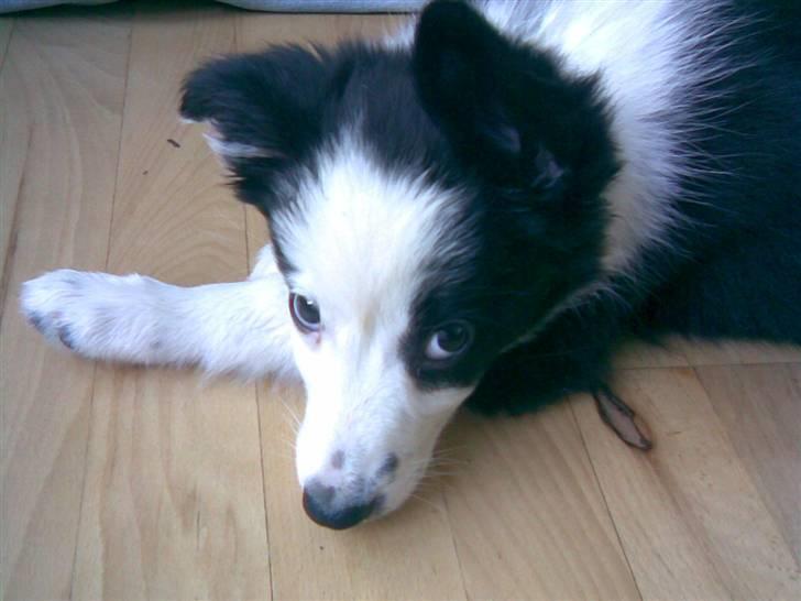 Border collie Chanti *nyt hjem* billede 4