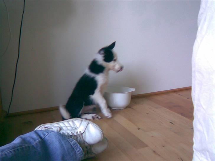 Border collie Chanti *nyt hjem* billede 5