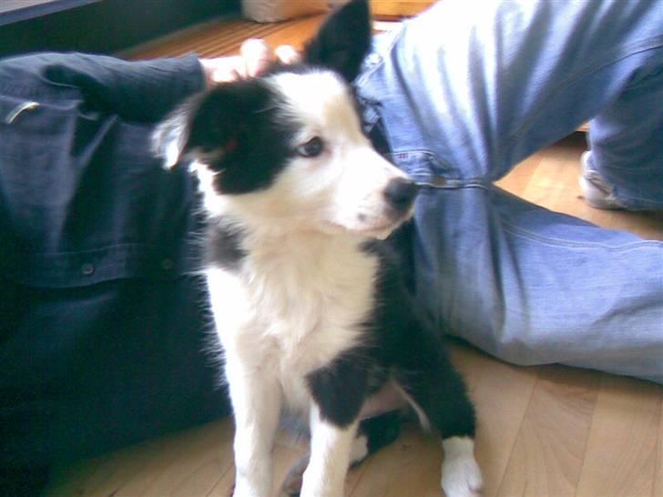 Border collie Chanti *nyt hjem* billede 6