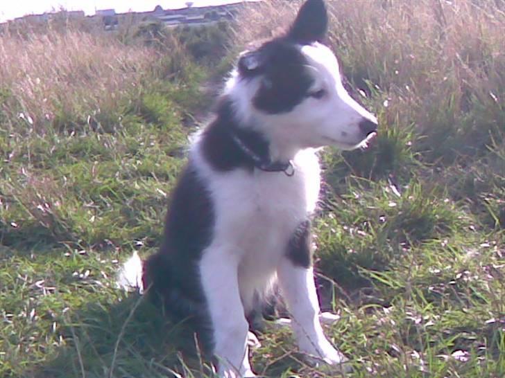 Border collie Chanti *nyt hjem* billede 7