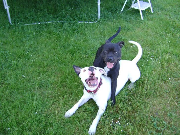 Staffordshire bull terrier Franz billede 12