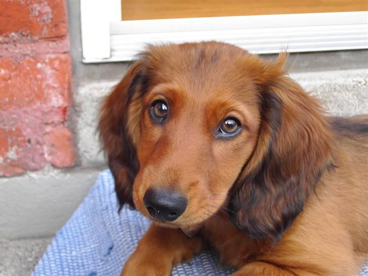 Gravhund Mollie billede 1