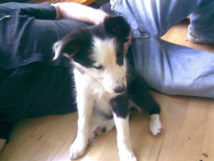 Border collie Chanti *nyt hjem* billede 8