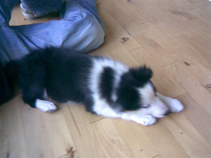 Border collie Chanti *nyt hjem* billede 9