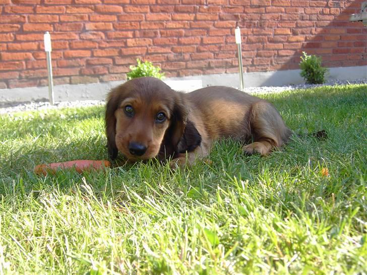 Gravhund Mollie billede 2