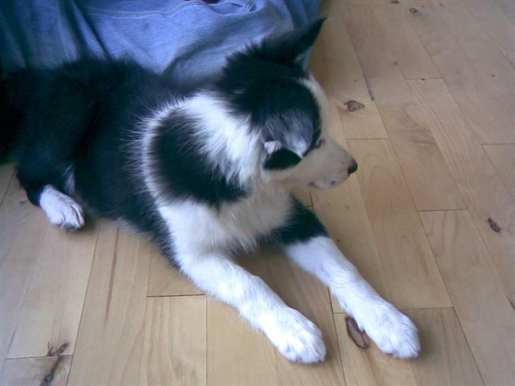 Border collie Chanti *nyt hjem* billede 10