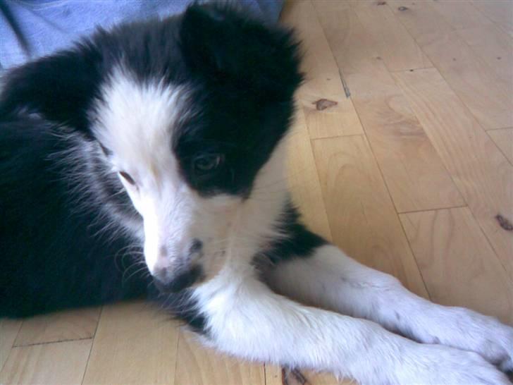 Border collie Chanti *nyt hjem* billede 11