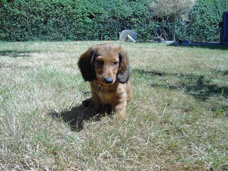 Gravhund Mollie billede 3