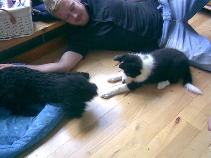 Border collie Chanti *nyt hjem* billede 12