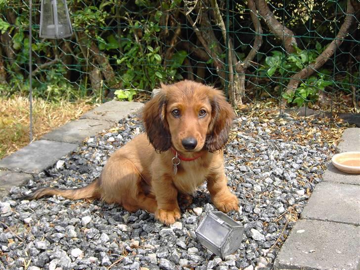 Gravhund Mollie billede 4