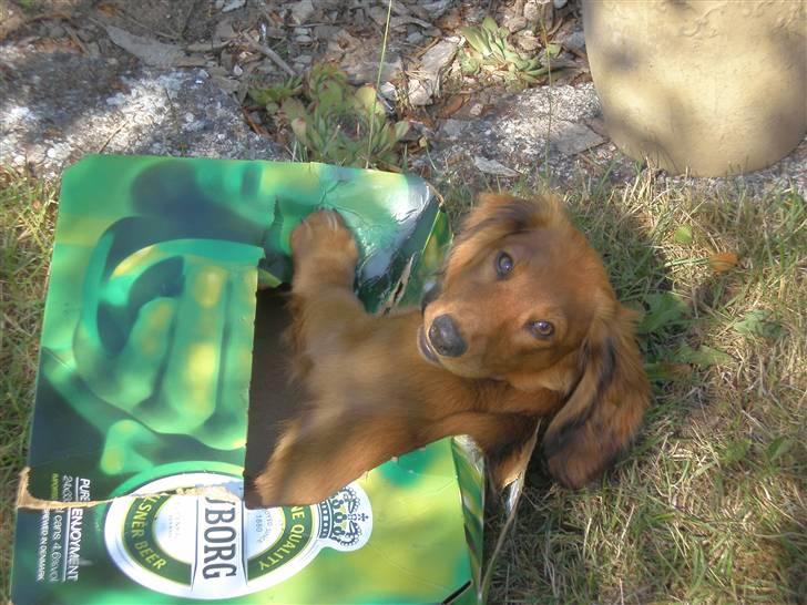 Gravhund Mollie billede 5