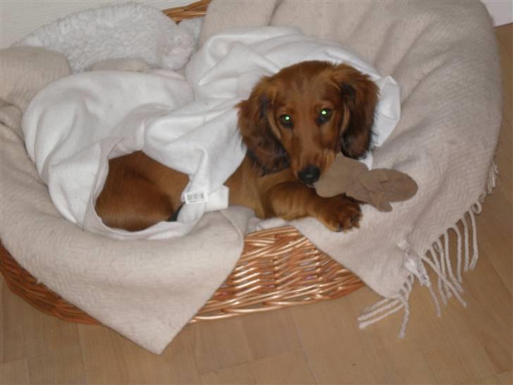 Gravhund Mollie billede 6