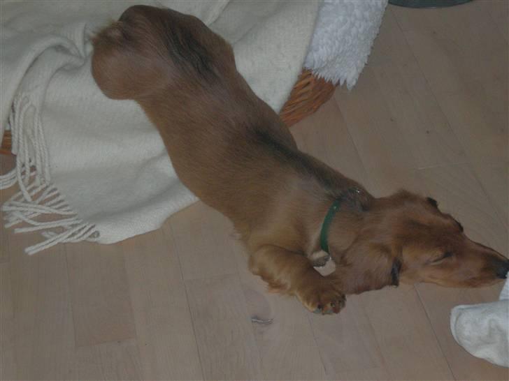 Gravhund Mollie billede 7