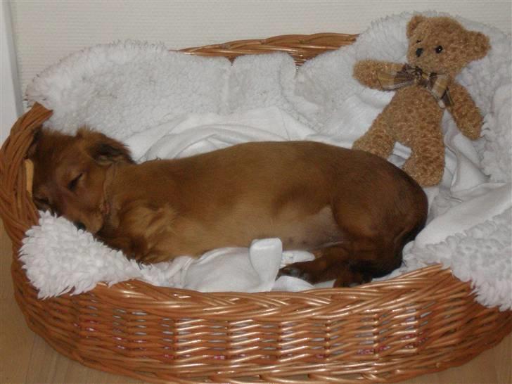 Gravhund Mollie billede 8