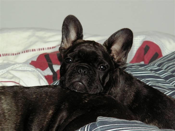 Fransk bulldog BlanceNoir'sEllieElegante - Ellie 12 uger hviler hovedet på legetante Astrid - Foto: Winnie Nina Kongsnæs billede 11