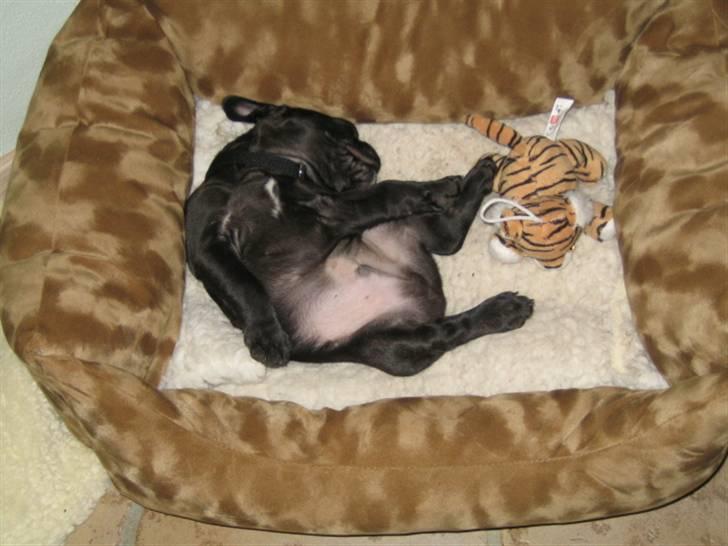Fransk bulldog *Buller* billede 6