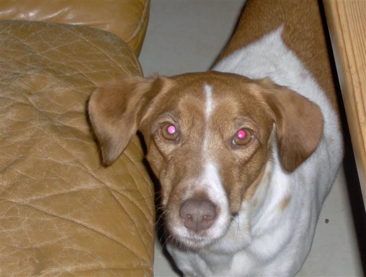 Dansk svensk gaardhund Vicki billede 9