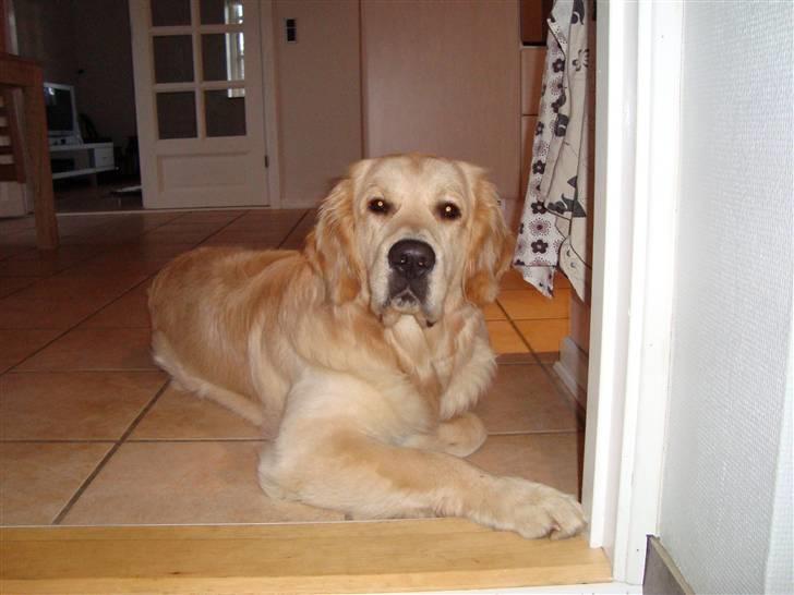 Golden retriever Sheik billede 20