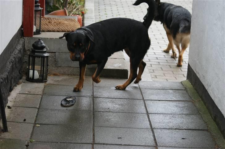 Rottweiler Freja  - Her kommer jeg !!     :-) billede 5