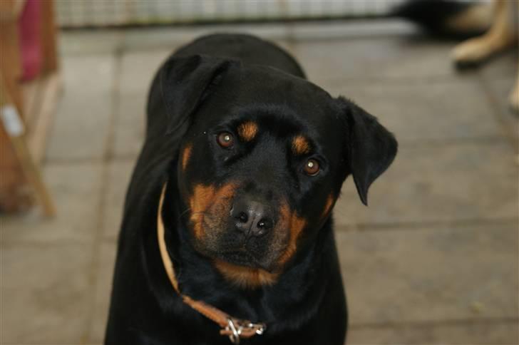 Rottweiler Freja  billede 6