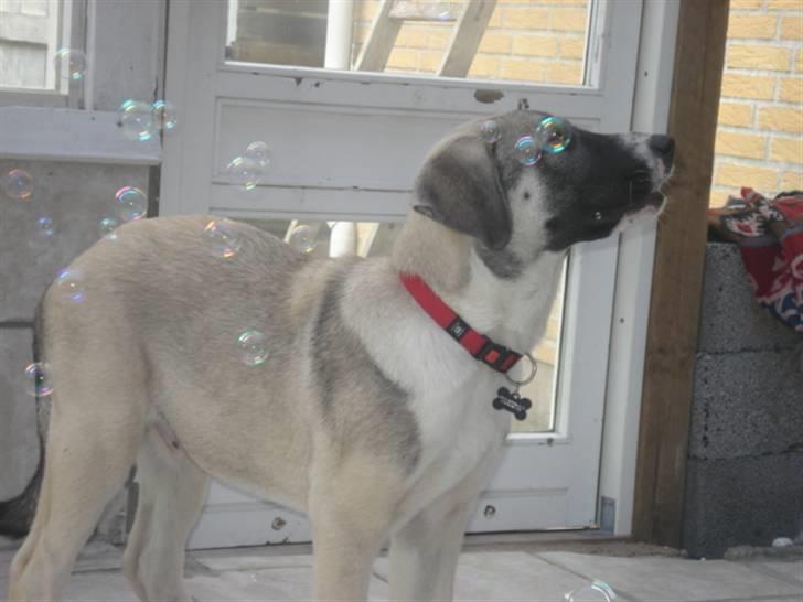 Kangal DUMAN billede 4