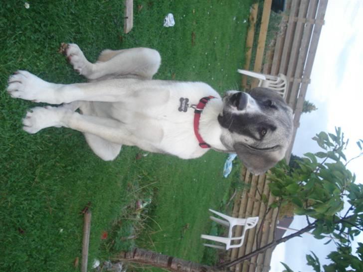 Kangal DUMAN billede 5