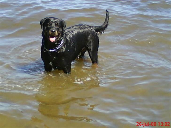 Rottweiler Jilly - vandhund:) billede 18