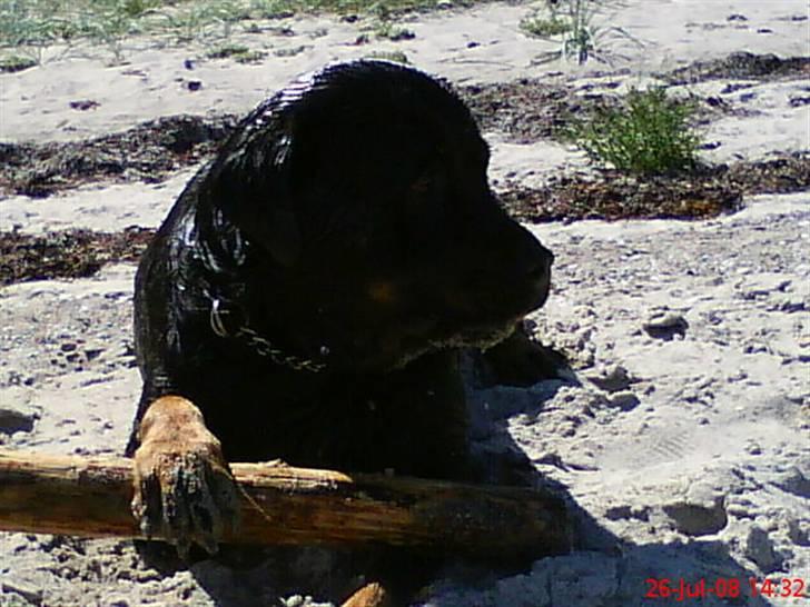 Rottweiler Jilly - jeg har helt selv hentet Min fine pind i vandet billede 19