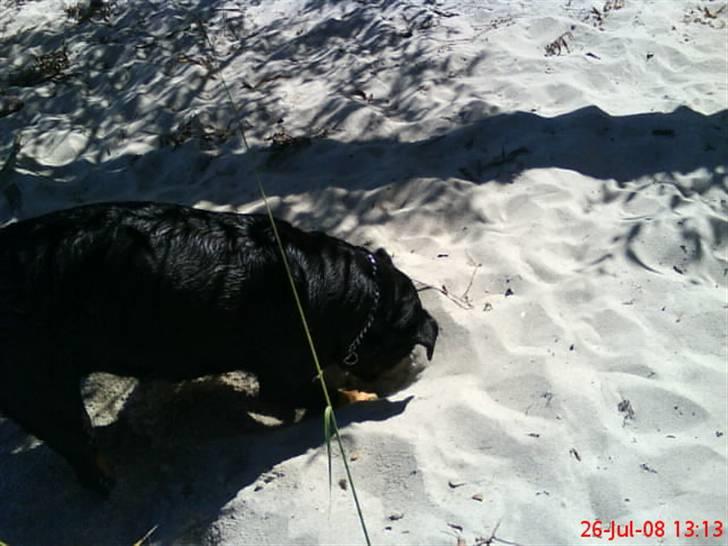 Rottweiler Jilly - gravhund:) billede 20