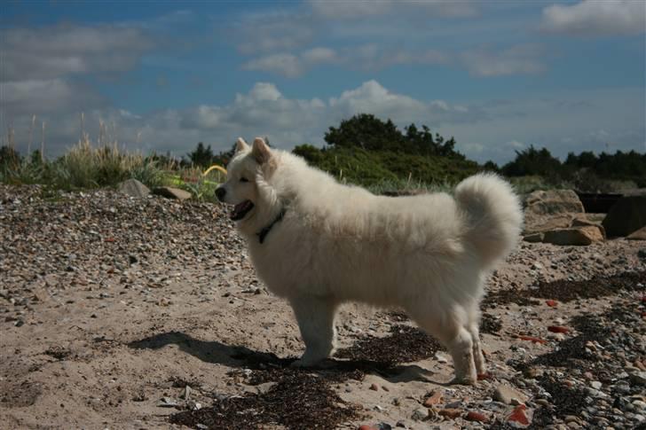 Samojedhund Bamse - Jeg er lige blevet børstet - er jeg ikke fin? billede 16